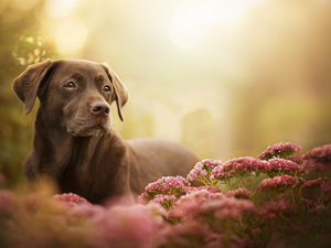dog, muzzle, Flowers, Labrador Retriever
