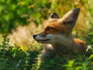 Fox, profile, Plants, muzzle