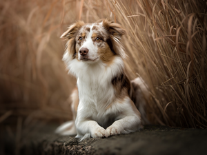 dog, muzzle, grass, Australian Shepherd