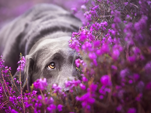 dog, muzzle, heather, Labrador Retriever