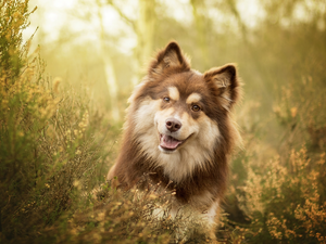 dog, muzzle, heathers, Finnish Lapphund