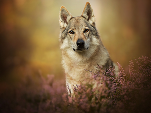 dog, muzzle, heathers, Czechoslovakian Wolfdog