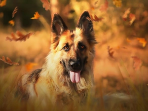 dog, muzzle, Leaf, German Shepherd