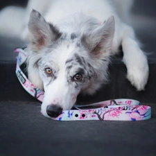 dog, muzzle, Leash, Border Collie