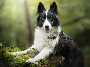 dog, muzzle, Plants, Border Collie