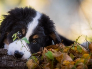 Bernese Mountain Dog, muzzle, Leaf, Puppy