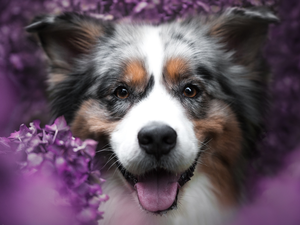 dog, muzzle, rapprochement, Australian Shepherd