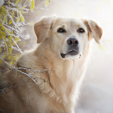 muzzle, dog, leaves, White frost, Twigs, Golden Retriever