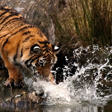 tiger, Nails