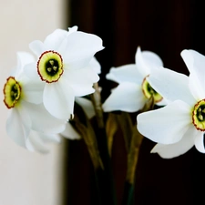 narcissus