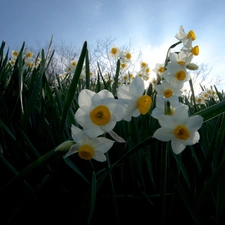 grass, narcissus