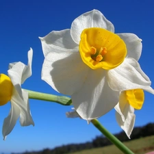 White, narcissus