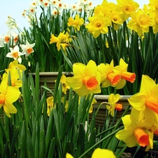 Daffodils, White, Yellow