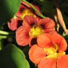 nasturtium