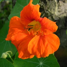 nasturtium