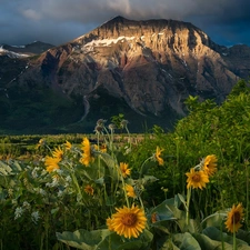 lake, mountains, clouds, Yellow, Alberta, Canada, Flowers, Waterton Lakes National Park, White