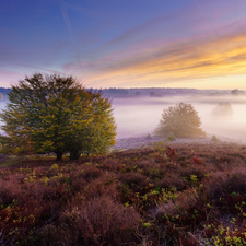 heathers, trees, Netherlands, viewes, Province of Gelderland, heath, Veluwezoom National Park, Fog