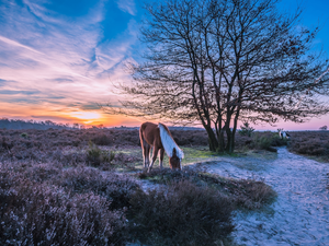 heathers, trees, Netherlands, bloodstock, Province of Gelderland, heath, Veluwezoom National Park, Sunrise