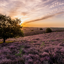 heathers, trees, Netherlands, viewes, Province of Gelderland, heath, Veluwezoom National Park, Sunrise