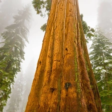 Fog, redwood, State of California, The United States, Sequoia National Park, trees