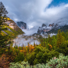 The United States, Mountains, Bush, Fog, viewes, California, Yosemite National Park, trees