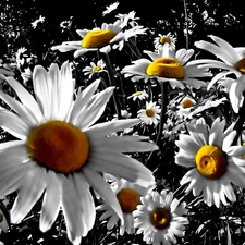 nature, Field, Daisies