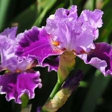 Violet, Flowers, nature, iris