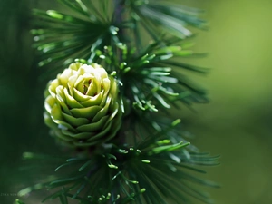needle, cone, larch