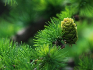 needle, cone, larch