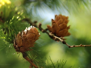 needle, cones, larch