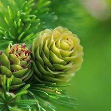 needle, cones, larch