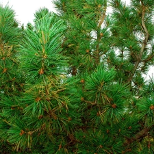 pine, needle