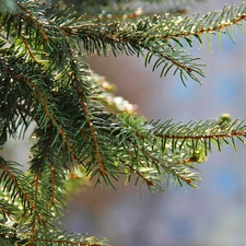 needle, pine, trees