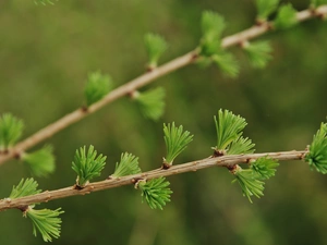 needles, larch, young