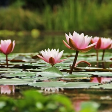 Nenufary, lilies, water