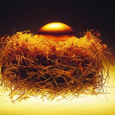 nest, Golden, egg