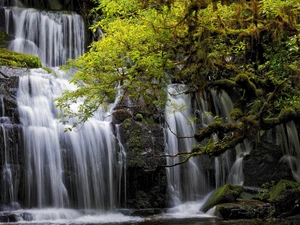 trees, New Zeland, Purakaunui Waterfall