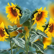 Nice sunflowers, 2D