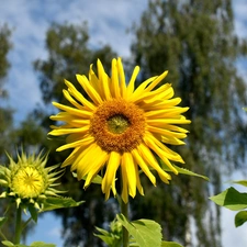 viewes, blurry background, Nice sunflowers, trees, Flowers
