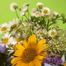 Erigeron, bouquet, daisy