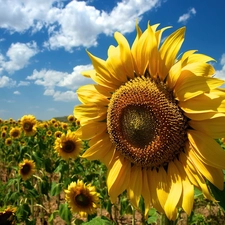 Nice sunflowers, clouds