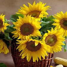 corn, basket, Nice sunflowers