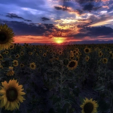 Great Sunsets, Flowers, Nice sunflowers, Field