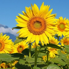 Nice sunflowers, Leaf