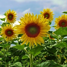 Nice sunflowers, Sky