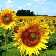 Sky, Flowers, Nice sunflowers
