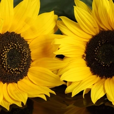 Nice sunflowers