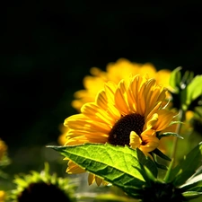 Nice sunflowers