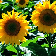 Nice sunflowers