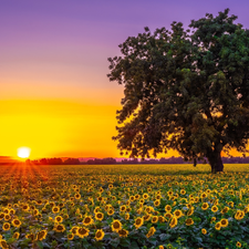 Sunrise, Nice sunflowers, trees, Field